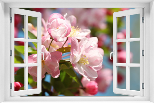 Fototapeta Naklejka Na Ścianę Okno 3D - pink crabapple blossoms