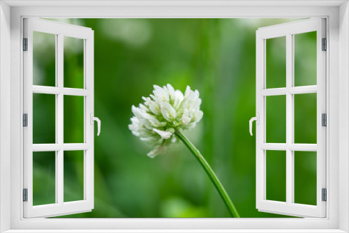 Fototapeta Naklejka Na Ścianę Okno 3D - White Clover Flowers in Bloom in Springtime