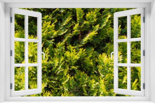 Fototapeta Naklejka Na Ścianę Okno 3D - もみの木の葉
