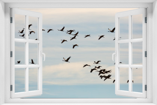 Fototapeta Naklejka Na Ścianę Okno 3D - Flock of cranes flying