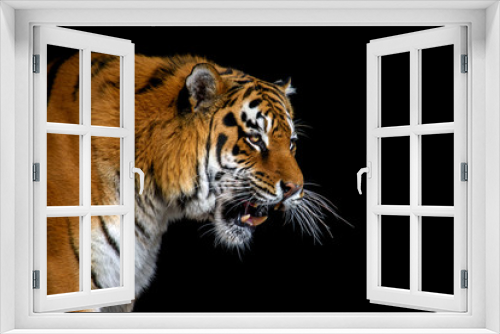 Fototapeta Naklejka Na Ścianę Okno 3D - Close up big tiger isolated on black background