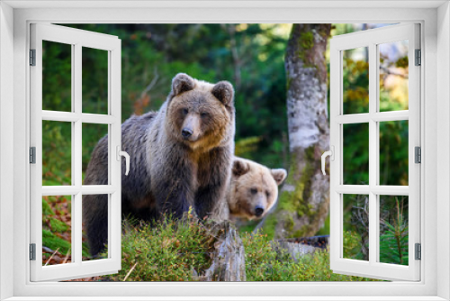 Fototapeta Naklejka Na Ścianę Okno 3D - Big brown bear in the forest. Dangerous animal in natural habitat. Wildlife scene