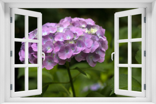 Fototapeta Naklejka Na Ścianę Okno 3D - 初夏の花