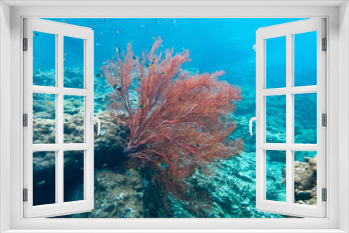 Fototapeta Naklejka Na Ścianę Okno 3D - Coraline algae and corel in the cockburn Island, Myanmar
