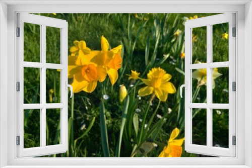 Fototapeta Naklejka Na Ścianę Okno 3D - Daffodils
