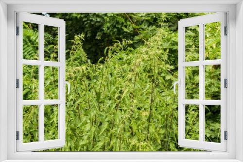 Fototapeta Naklejka Na Ścianę Okno 3D - nettle growing in woods on hillside. Wild medicinal plants. collection of medicinal herbs in environmentally friendly area.