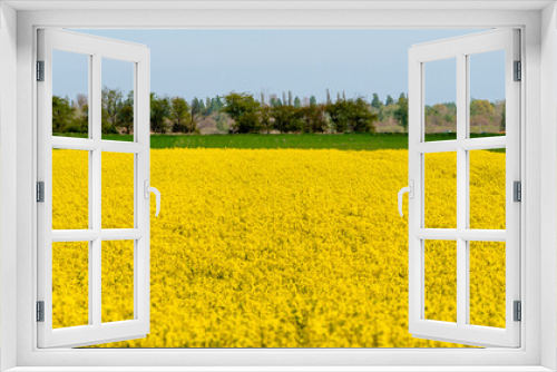 Fototapeta Naklejka Na Ścianę Okno 3D - landscape of spring rapeseed field