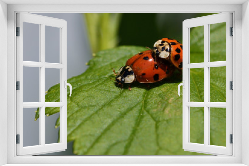 Fototapeta Naklejka Na Ścianę Okno 3D - Macro photo of ladybugs during mating on a green leaf in spring