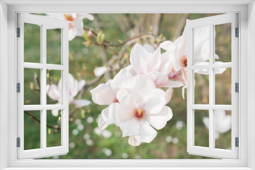 Fototapeta Naklejka Na Ścianę Okno 3D - Magnolia pink white blossom tree flowers, close up branch, outdoor. Sunny day, blue sky. Motives of a spring or summer day in the city park or garden. Bright colorful flowers. 