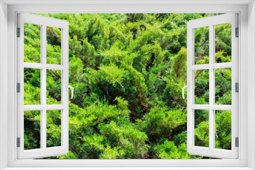 Fototapeta Naklejka Na Ścianę Okno 3D - Natural background of the green juniper bushes