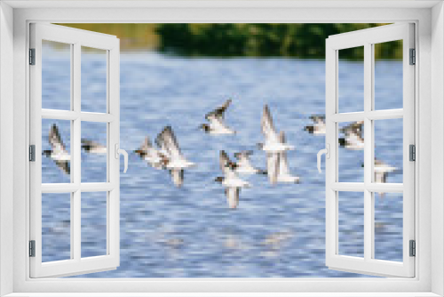 Fototapeta Naklejka Na Ścianę Okno 3D - Flock of Birds