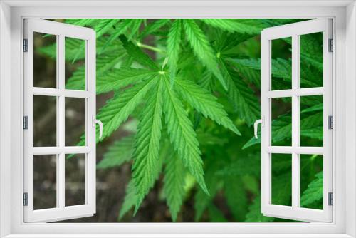Fototapeta Naklejka Na Ścianę Okno 3D - Marijuana leaves. Bush cannabis on blurred background. Marihuana plants close up.