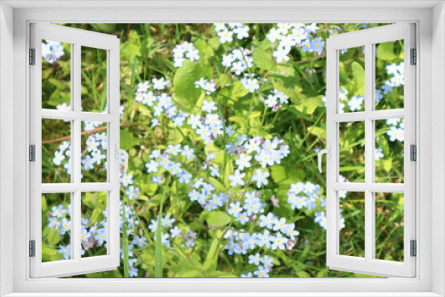 Fototapeta Naklejka Na Ścianę Okno 3D - Blurred image of little delicate forget-me-not flowers on a background of green grass. Close-up.