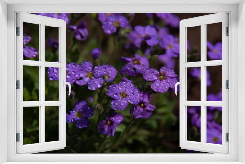 Fototapeta Naklejka Na Ścianę Okno 3D - violet flowers in the garden