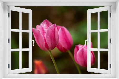 Fototapeta Naklejka Na Ścianę Okno 3D - Tulipes