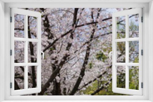 Fototapeta Naklejka Na Ścianę Okno 3D - japan sakura ：橋の袂で咲く桜