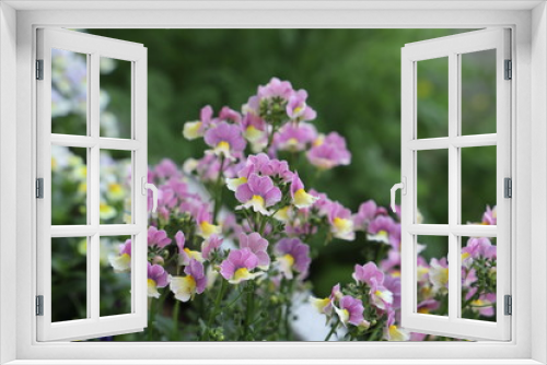 Fototapeta Naklejka Na Ścianę Okno 3D - ネメシアの花