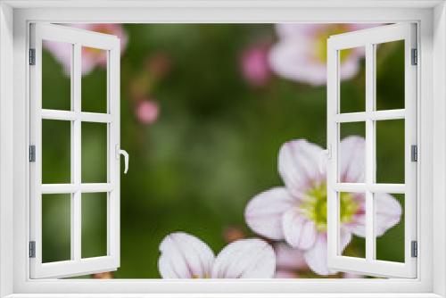 Fototapeta Naklejka Na Ścianę Okno 3D - Delicate white pink flowers of Saxifrage moss in spring garden