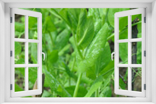 Fototapeta Naklejka Na Ścianę Okno 3D - Closeup of young pea seedlings in row. Juicy green seedlings of young peas growing