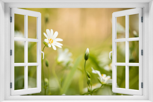 Fototapeta Naklejka Na Ścianę Okno 3D - white flowers on green grass