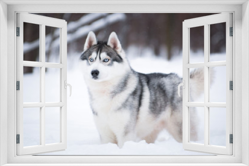 Fototapeta Naklejka Na Ścianę Okno 3D - Blue-eyed Husky in winter on the snow