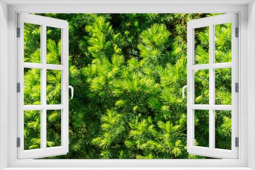Fototapeta Naklejka Na Ścianę Okno 3D - Sprouts of new evergreen spruce branches as background