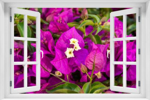 Fototapeta Naklejka Na Ścianę Okno 3D - detail of pink bougainvillea flowers with blurred background