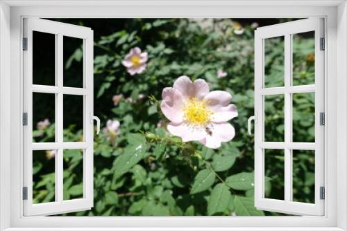 Fototapeta Naklejka Na Ścianę Okno 3D - Pink flower of dog rose in late spring