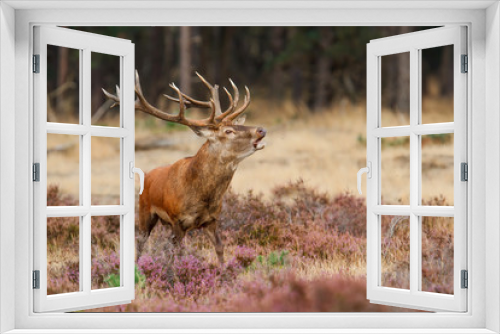 Fototapeta Naklejka Na Ścianę Okno 3D - Red deer stag bellowing on a field with heather in the forest in the rutting season in Hoge Veluwe National Park in the Netherlands