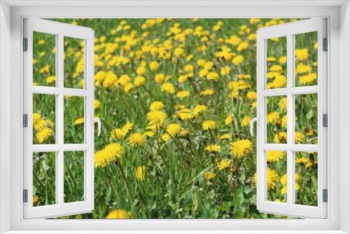 Fototapeta Naklejka Na Ścianę Okno 3D - yellow dandelions on the green grass in the meadow in spring