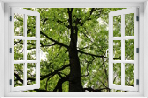 Fototapeta Naklejka Na Ścianę Okno 3D - Oak in a city forest park