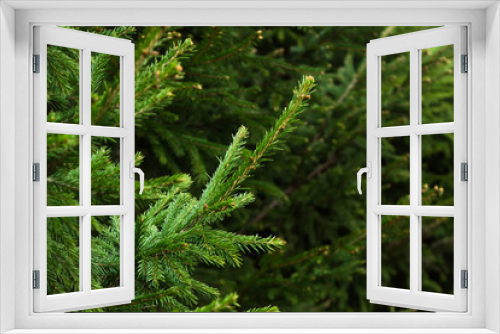 Fototapeta Naklejka Na Ścianę Okno 3D - Fir branch on a green Christmas background