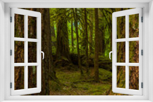 Fototapeta Naklejka Na Ścianę Okno 3D - Ancient Groves Nature Trail though old growth forest in the Sol Duc section of Olympic National Park in Washington, United States