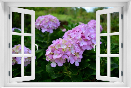 Fototapeta Naklejka Na Ścianę Okno 3D - A cluster of tiny pink flowers