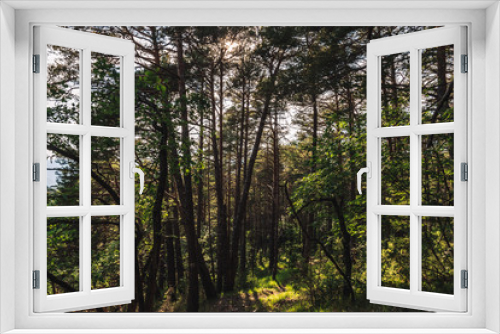Fototapeta Naklejka Na Ścianę Okno 3D - A picturesque view of a pine forest in the Alps mountains illuminated by warm evening sunlight (Puget-Theniers, Alpes-Maritimes, France)