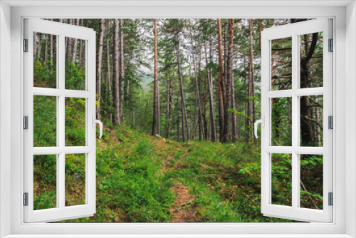 Fototapeta Naklejka Na Ścianę Okno 3D - A picturesque view of a hiking path in a pine forest in the French Alps mountains (Puget-Theniers, Alpes-Maritimes, France)