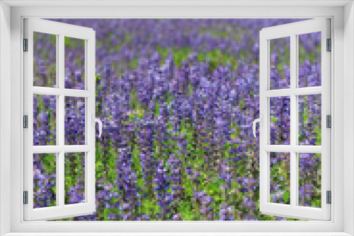 Fototapeta Naklejka Na Ścianę Okno 3D - Spring purple wildflowers
