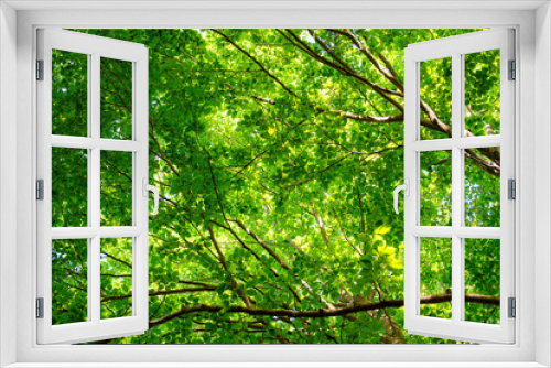 Fototapeta Naklejka Na Ścianę Okno 3D - foresta verde
