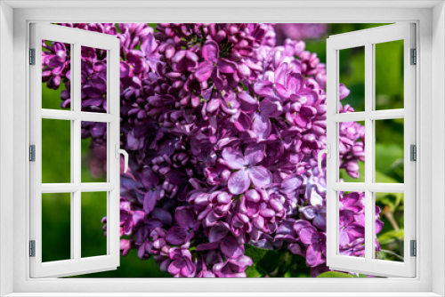 Fototapeta Naklejka Na Ścianę Okno 3D - Bunch of Lilac Flowers. Close-up.