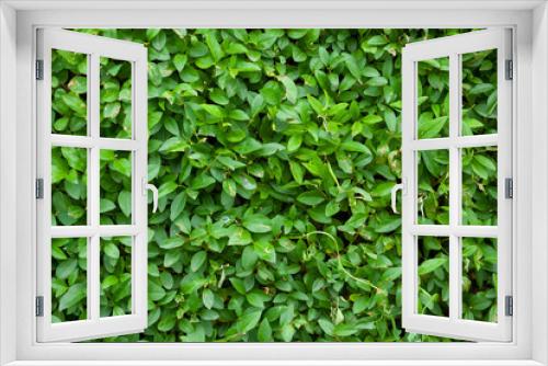 Fototapeta Naklejka Na Ścianę Okno 3D - green leaves in garden