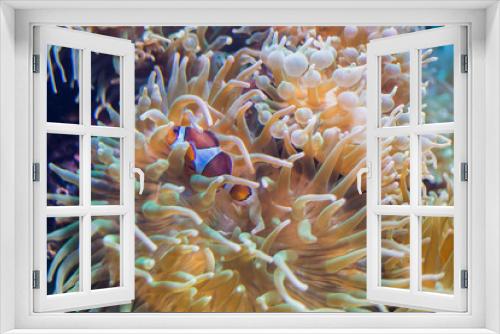 Fototapeta Naklejka Na Ścianę Okno 3D - Akwarium Gdyńskie, ryby, żółwie, koralowce