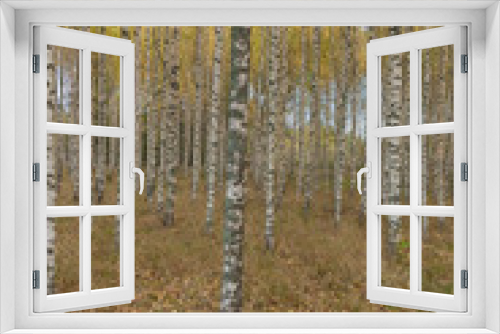 Fototapeta Naklejka Na Ścianę Okno 3D - Birch trees with fresh green leaves in autumn. Sweden, selective focus