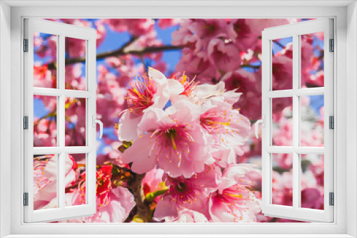 Fototapeta Naklejka Na Ścianę Okno 3D - Plum blossom in a park in Dazaifu Tenmangu in Fukuoka, Japan