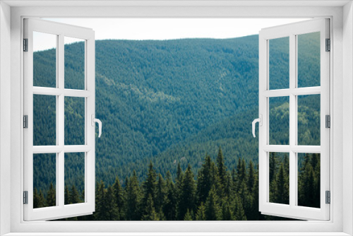 Fototapeta Naklejka Na Ścianę Okno 3D - Green Pine Forest Landscape Background