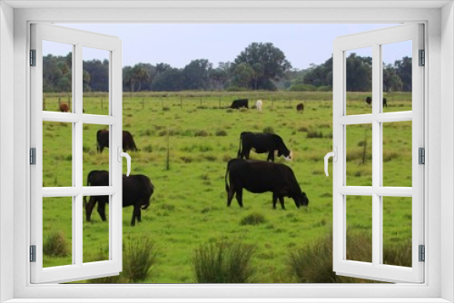 Fototapeta Naklejka Na Ścianę Okno 3D - Field of grazing livestock cows
