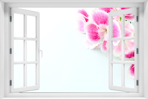 Fototapeta Naklejka Na Ścianę Okno 3D - Dianthus / Gift Flower