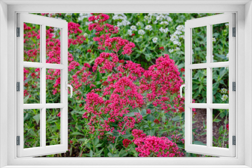 Fototapeta Naklejka Na Ścianę Okno 3D - Centranthus ruber 'Albus' red valerian  flowers in herb garden. Flowering valerian plant in meadow.