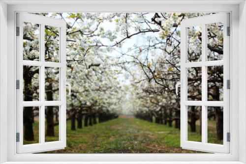 Fototapeta Naklejka Na Ścianę Okno 3D - Pear trees blossom in spring