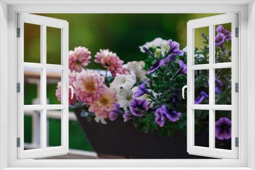 Fototapeta Naklejka Na Ścianę Okno 3D - Beautiful Closeup of flower of a growing and climbing spring pea on a balcony in the sun light. Self made by a home gardener.