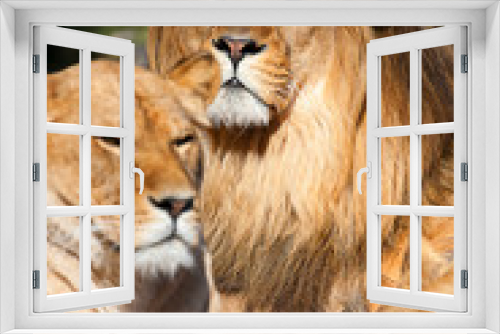 Fototapeta Naklejka Na Ścianę Okno 3D - Lion Family resting, lion, lionesses.